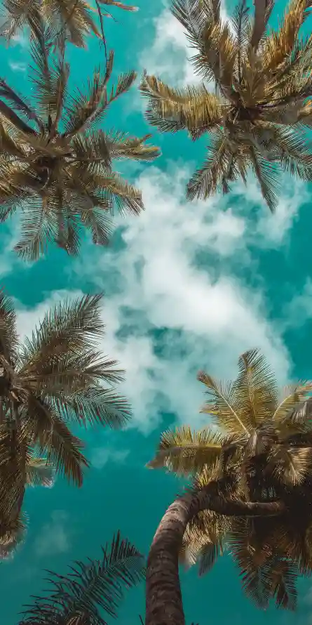 4k夏天壁纸 - 性质 - 绿色的 - Azure「哲风壁纸」