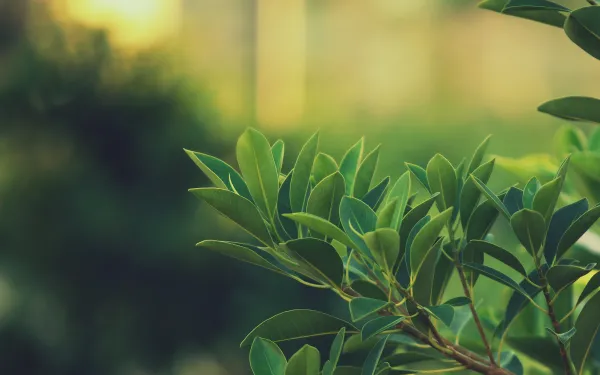 2k散景壁纸-绿色的与植物-免费下载「哲风壁纸」