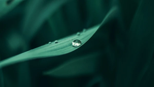 2k景深壁纸-绿色的壁纸和特写-壁纸分享「哲风壁纸」