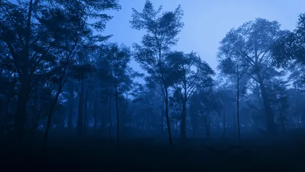 Favorite Image