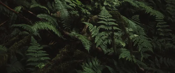 5k树叶壁纸-绿色的和森林-蕨类植物免费下载「哲风壁纸」