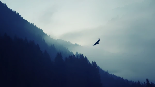 Favorite Image