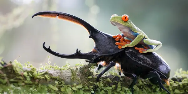 Favorite Image