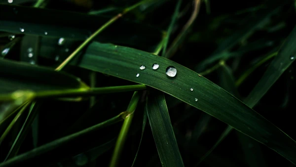 6k广角壁纸-绿色的与水滴-免费下载「哲风壁纸」