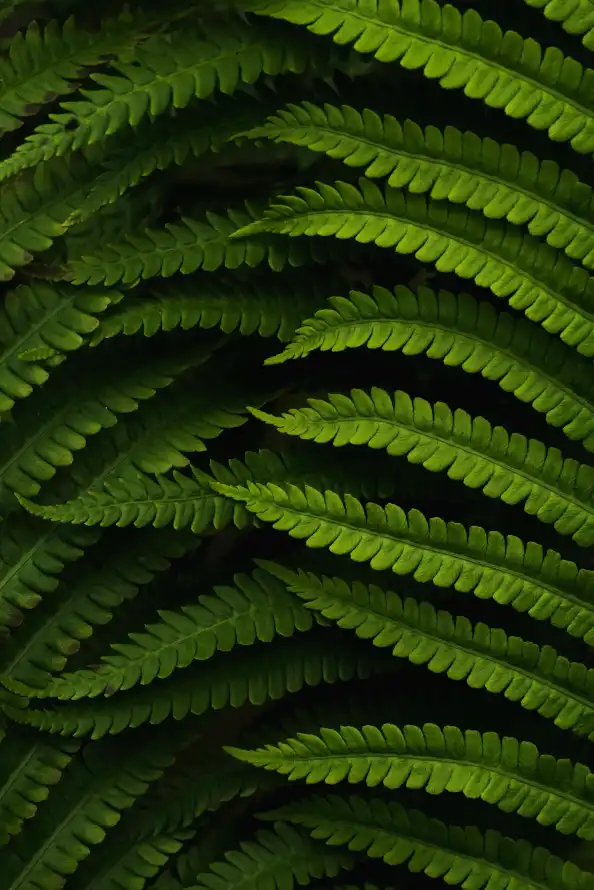 4k植被壁纸 - 绿色的 - 生物群落 - 蕨类植物「哲风壁纸」