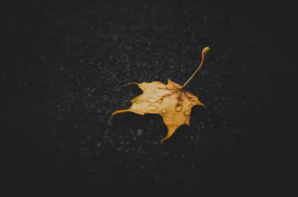 Favorite Image