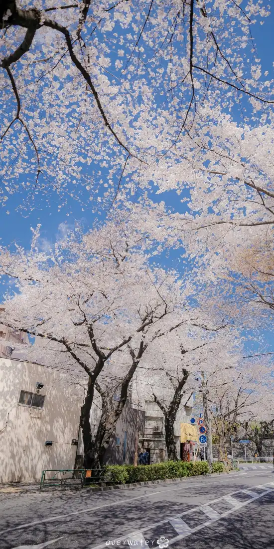 《风景》手机壁纸-竖屏背景-免费下载「哲风壁纸」
