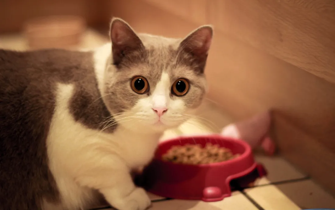 3k动物壁纸 - 猫壁纸「哲风壁纸」