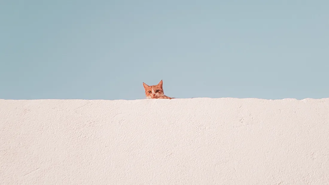 3k极简猫壁纸｜猫咪背景图片 - 清新风「哲风壁纸」