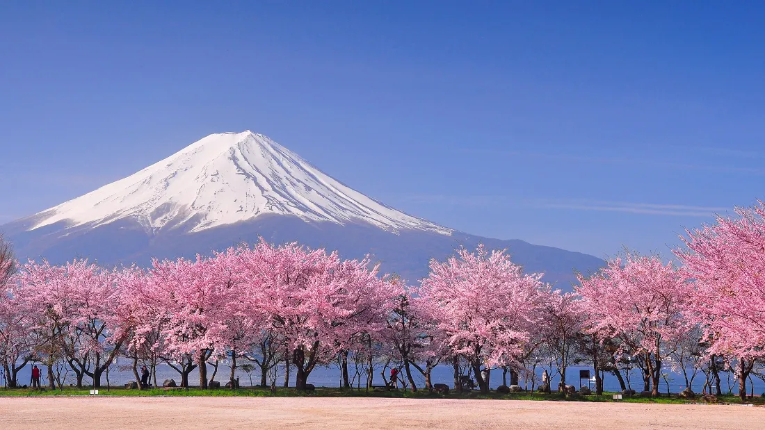 2k富士山壁纸｜樱花背景图片 - 自然风景「哲风壁纸」