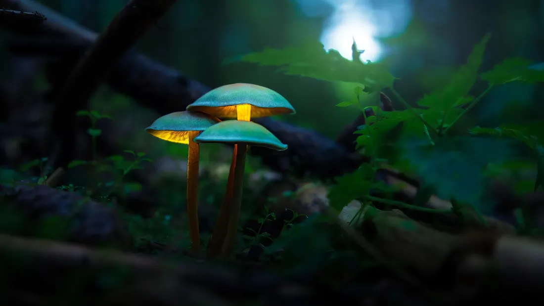 4k蘑菇壁纸｜梦幻蘑菇背景图片 - 奇幻森林「哲风壁纸」