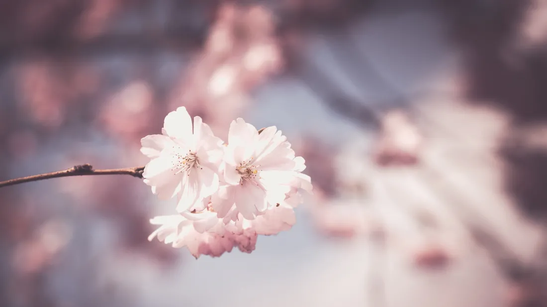4k樱花壁纸｜烂漫樱花背景图片 - 唯美花卉「哲风壁纸」