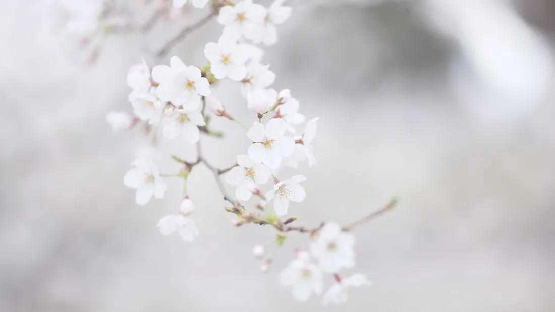 6k樱花壁纸｜唯美花朵背景图片 - 清新风「哲风壁纸」