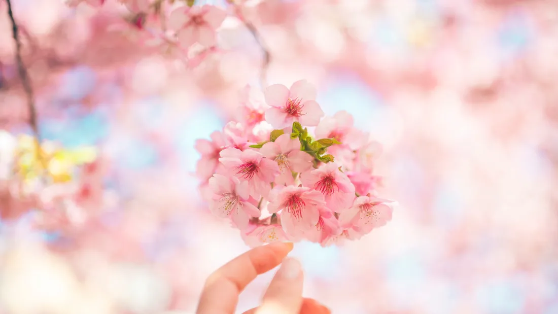 4k樱花壁纸｜手捧樱花风景背景图片 - 浪漫「哲风壁纸」