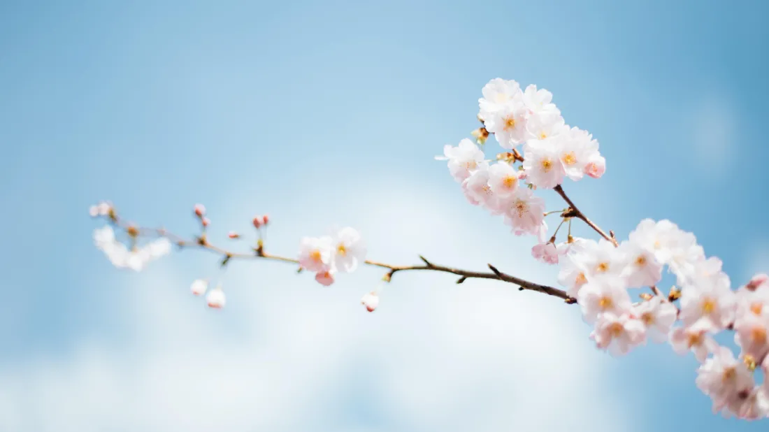 4k樱花壁纸｜花风景背景图片 - 唯美春日「哲风壁纸」