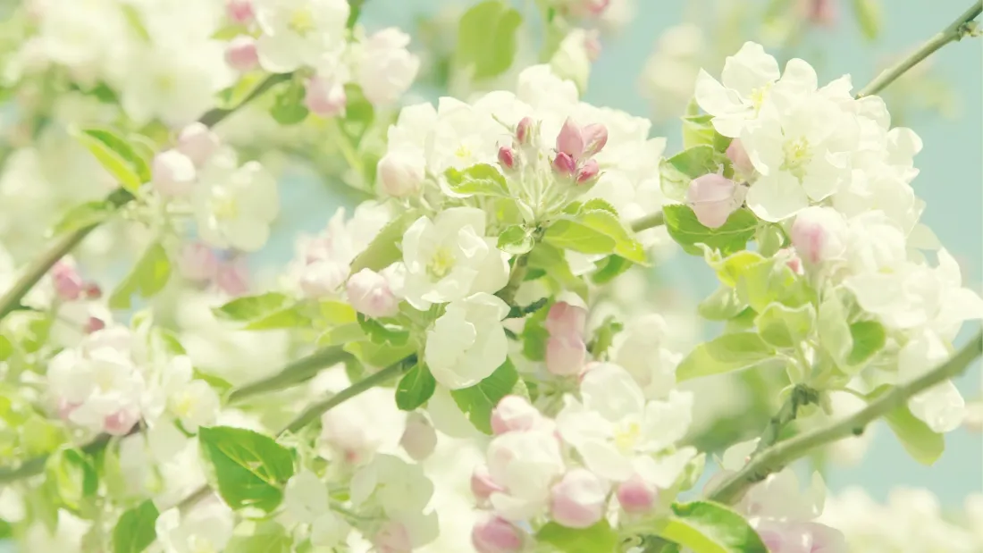 4k花朵壁纸｜春日风景背景图片 - 繁花绽放「哲风壁纸」