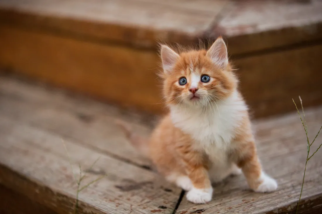 3k可爱小猫壁纸｜萌猫背景图片 - 超萌瞬间「哲风壁纸」