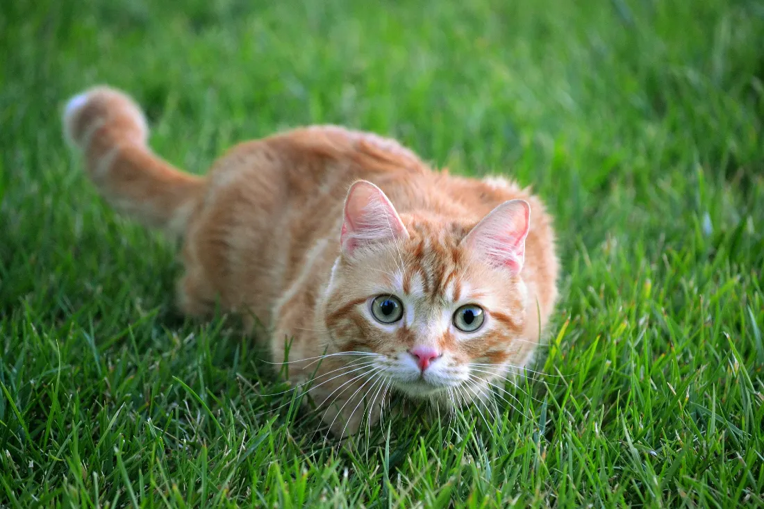 2k可爱猫壁纸｜绿色草地背景图片 - 萌趣猫咪「哲风壁纸」