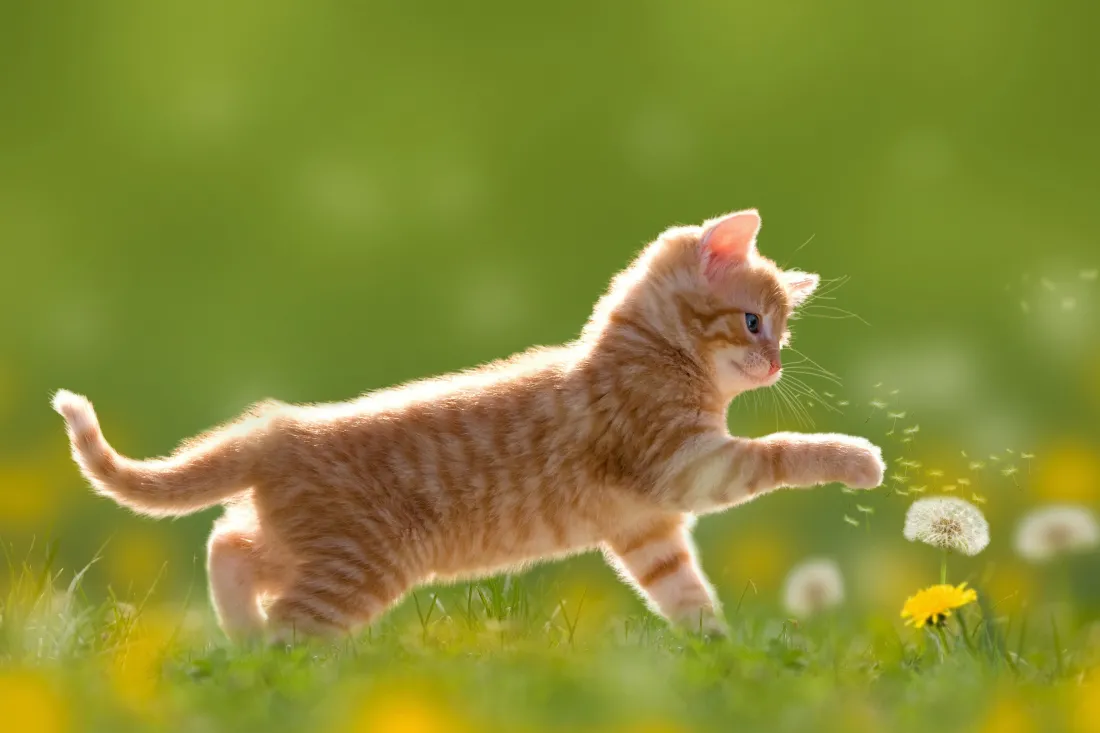 4k可爱小猫壁纸｜猫咪草地背景图片 - 萌趣瞬间「哲风壁纸」