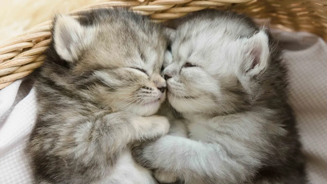 4k可爱小猫壁纸｜猫咪依偎背景图片 - 萌宠「哲风壁纸」