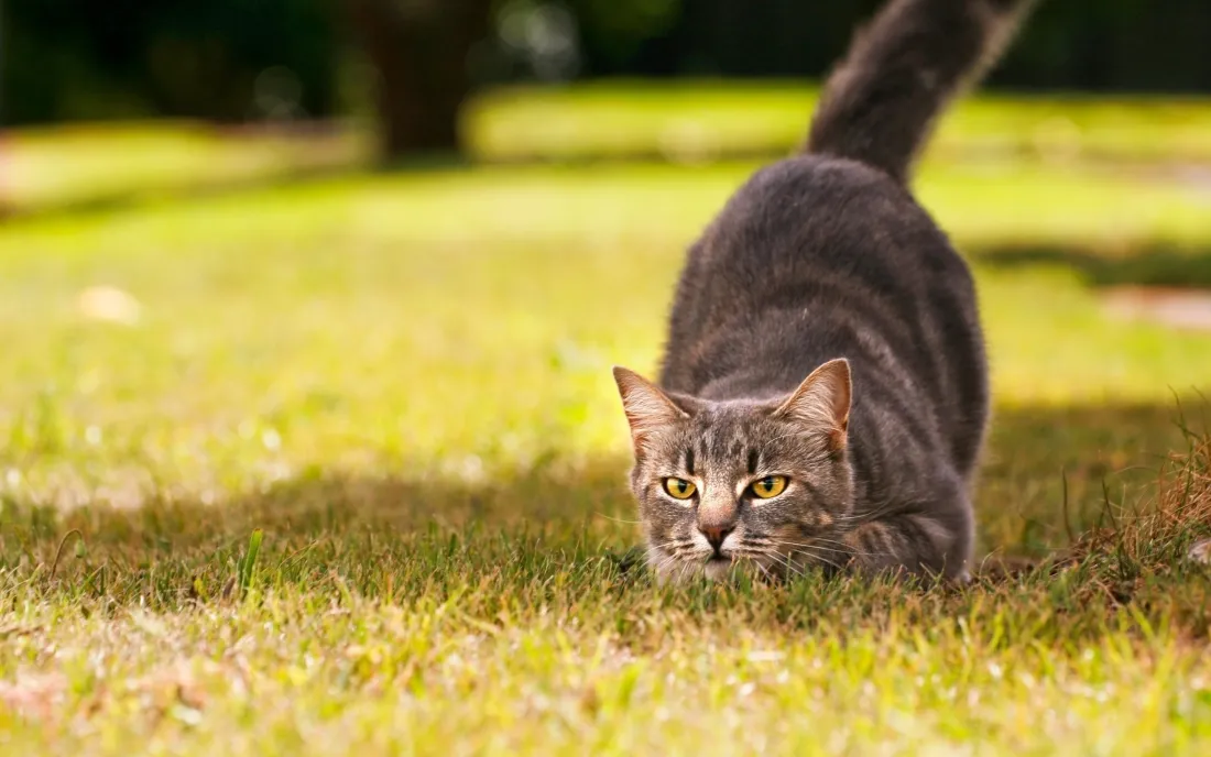 3k可爱猫咪壁纸｜草地背景图片 - 萌趣瞬间「哲风壁纸」