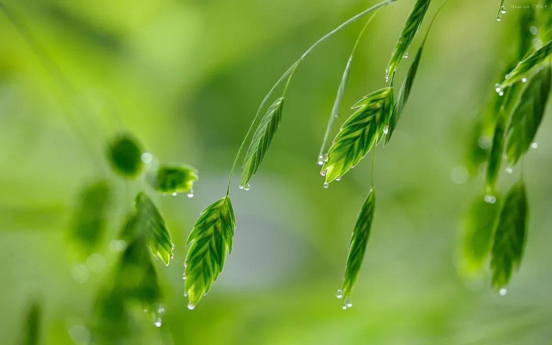 2k清新植物壁纸｜护眼绿叶背景图片 - 水珠「哲风壁纸」