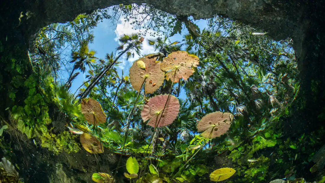 4k洞穴绿植壁纸｜自然风景背景图片 - 光影秘境「哲风壁纸」