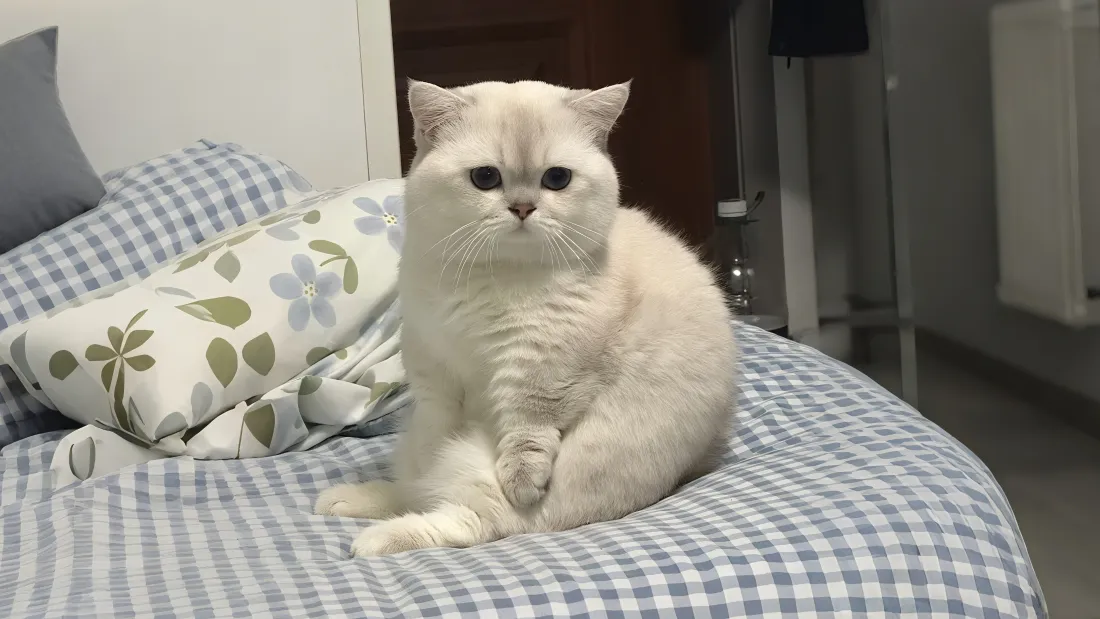 3k白色猫咪壁纸｜蓝白格子背景图片 - 床上「哲风壁纸」