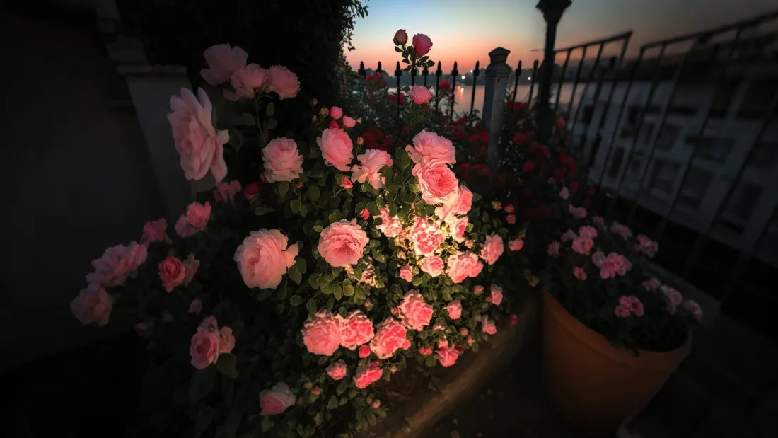 4k玫瑰花丛壁纸｜黄昏背景图片 - 晚霞「哲风壁纸」