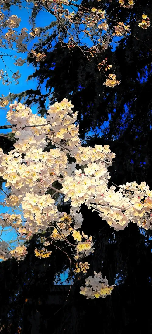 樱花盛开手机壁纸｜粉色背景图片 - 蓝天「哲风壁纸」