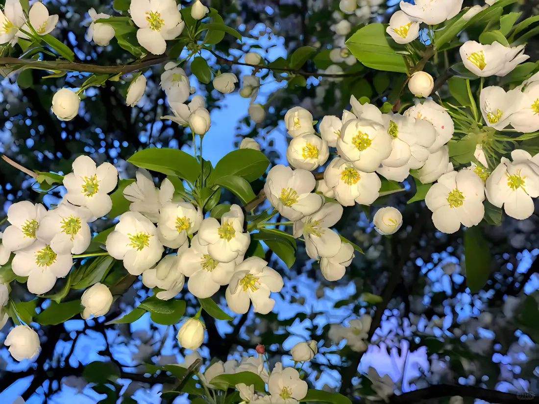 4k海棠花壁纸｜白花背景 - 蓝天「哲风壁纸」