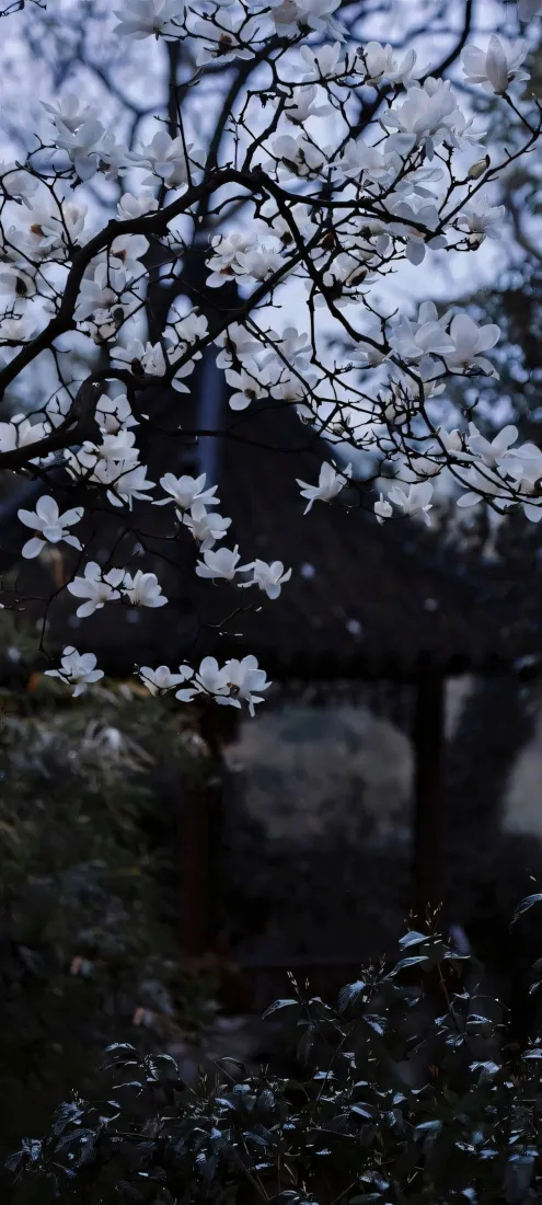 白玉兰手机壁纸｜白色花朵背景图片 - 春季「哲风壁纸」