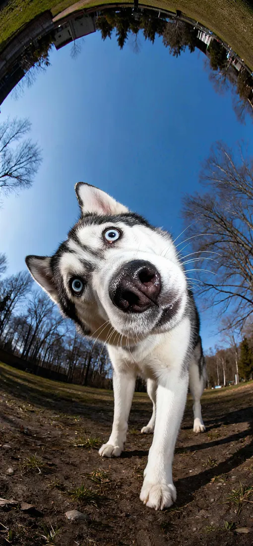 歪头哈士奇手机壁纸｜户外背景图片 - 可爱「哲风壁纸」