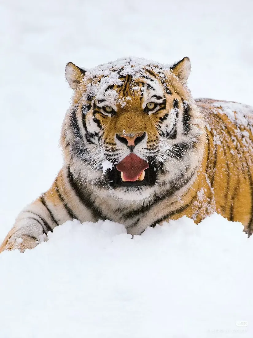 老虎雪地手机壁纸｜雪景背景图 - 大猫「哲风壁纸」