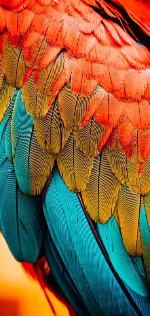 《羽毛》手机壁纸-笼子里-金刚鹦鹉背景-笼子里「哲风壁纸」